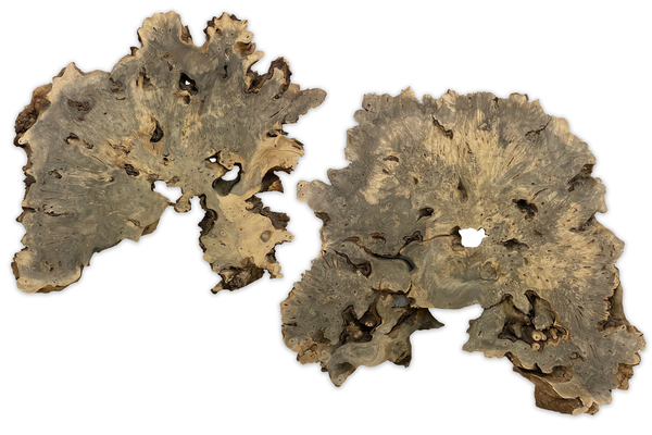 Buckeye Burl 