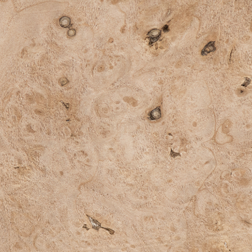 Maple Burl