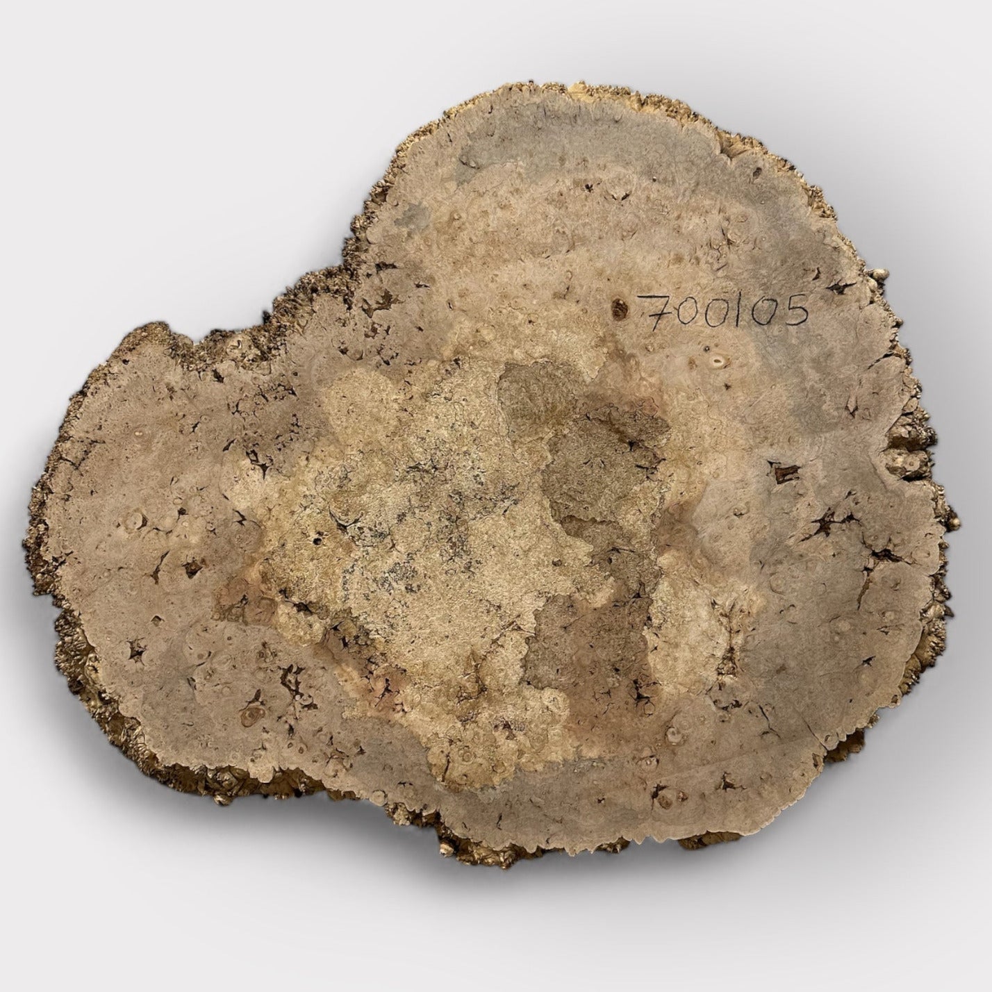 Maple Burl #700105