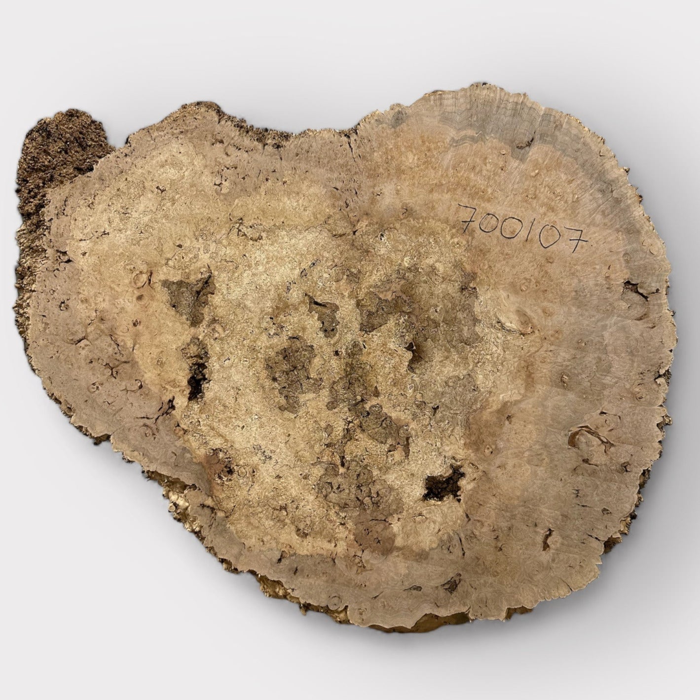 Maple Burl #700107