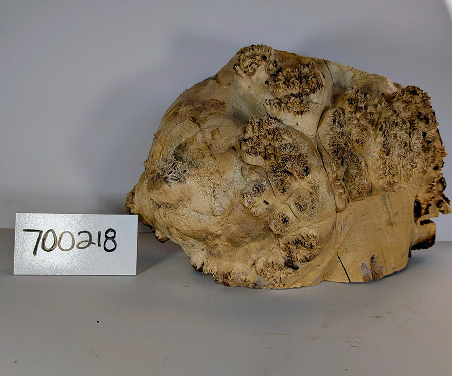Maple Burl #700218