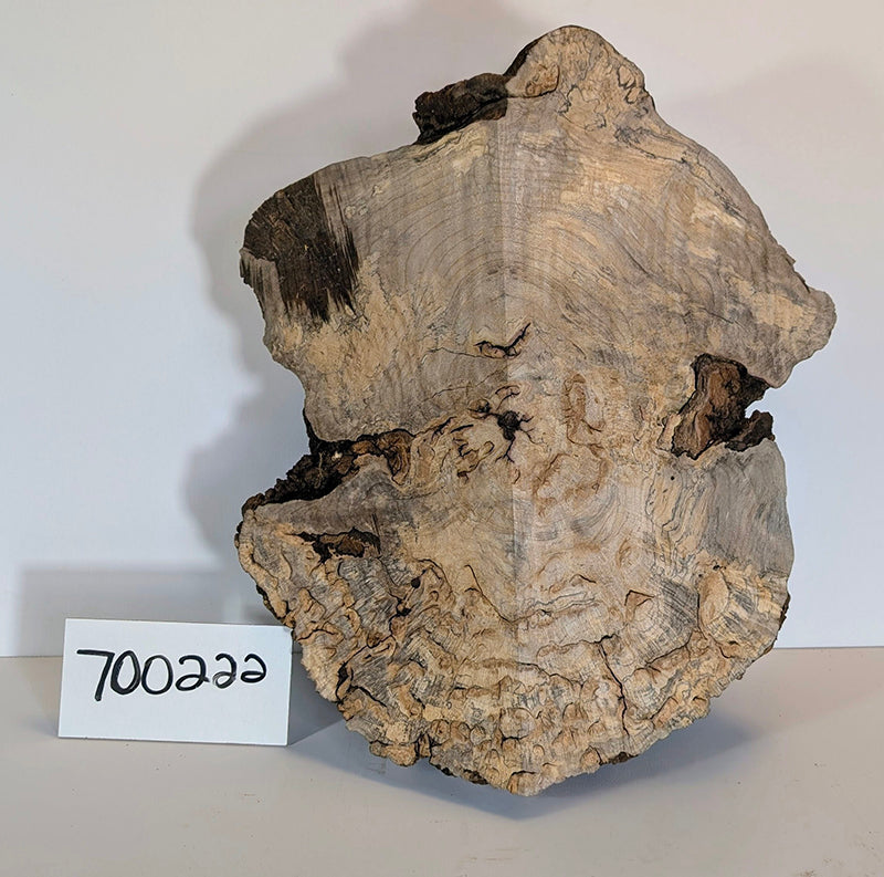 Maple Burl #700222