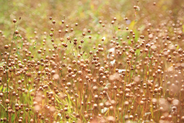 flax for linseed