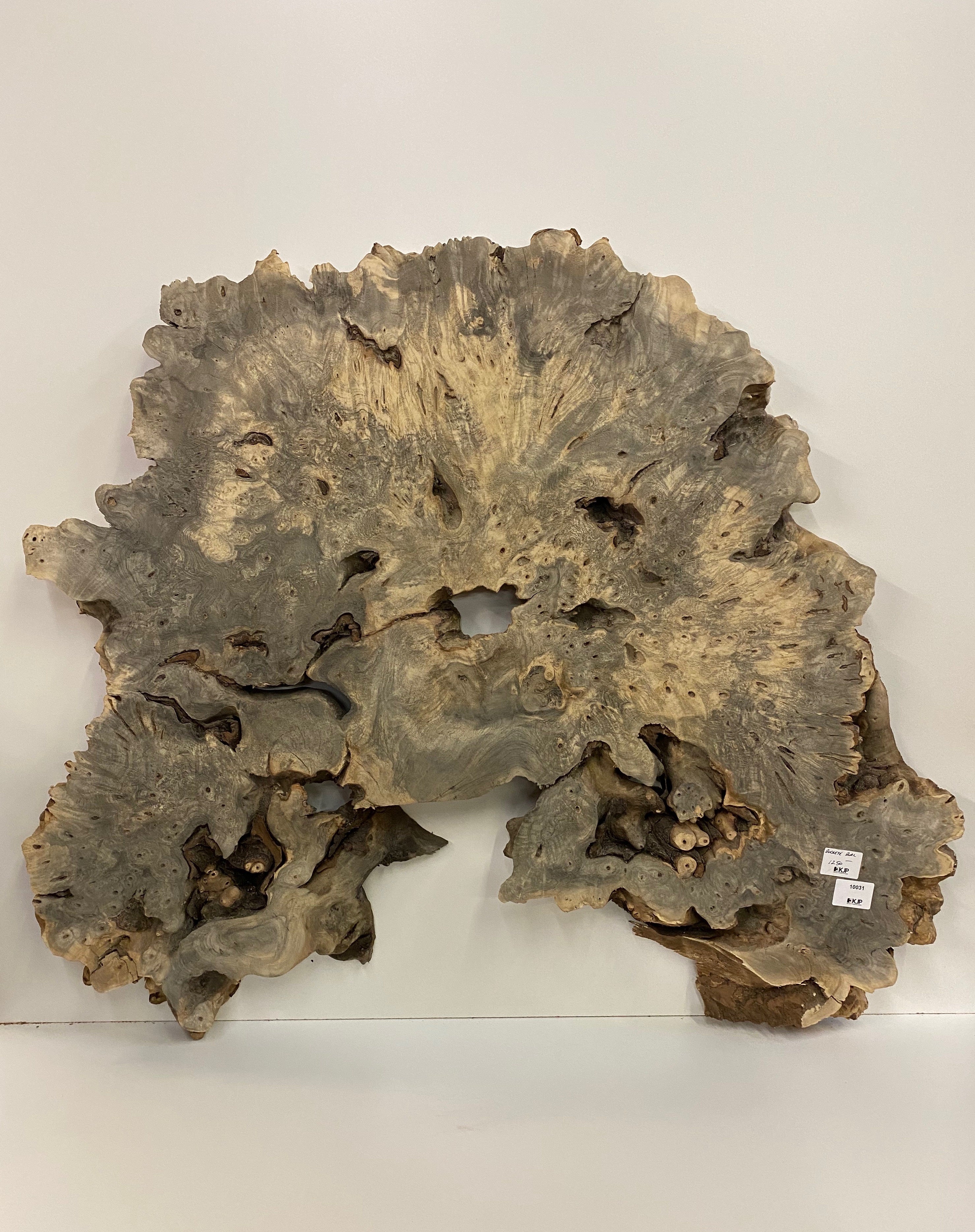 Buckeye Burl Slab - 2-1/4" x 41" x 45"