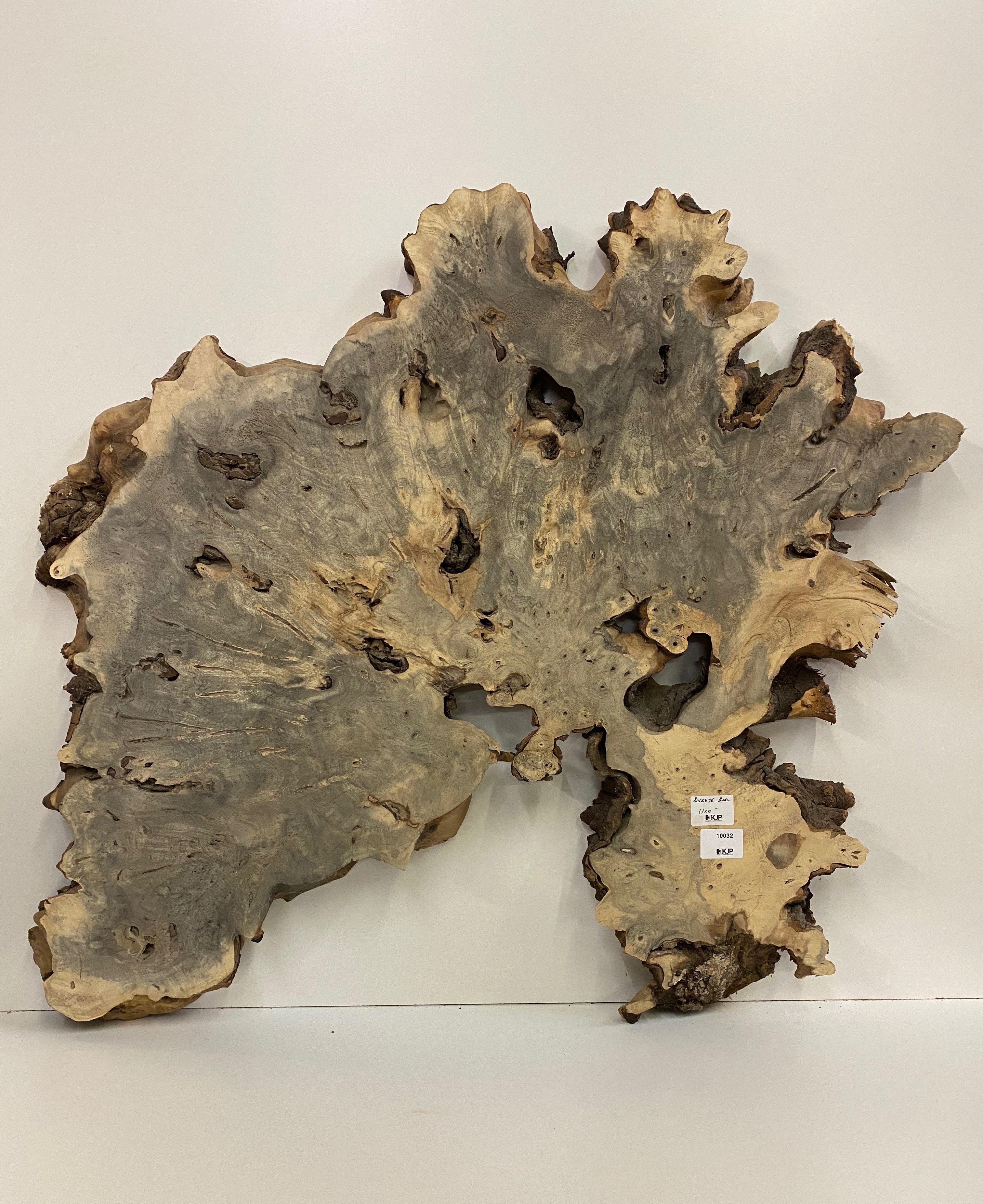 Buckeye Burl Slab - 2-1/4" x 35" x 37"