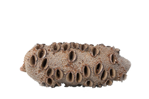 Banksia Nuts 