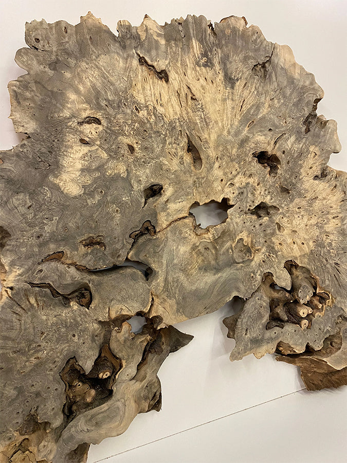Buckeye Burl Slab