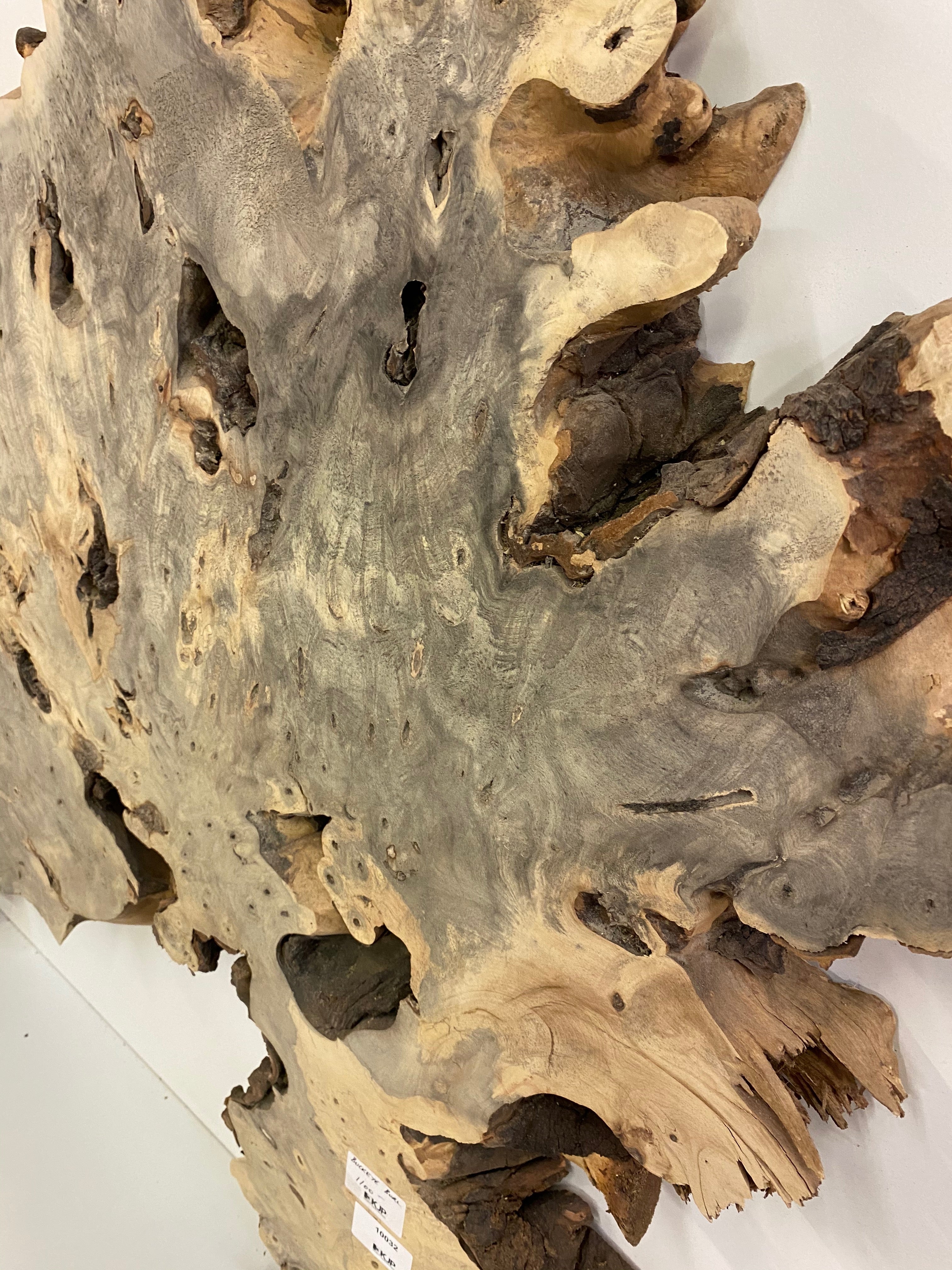 Buckeye Burl Slab - 2-1/4" x 35" x 37"