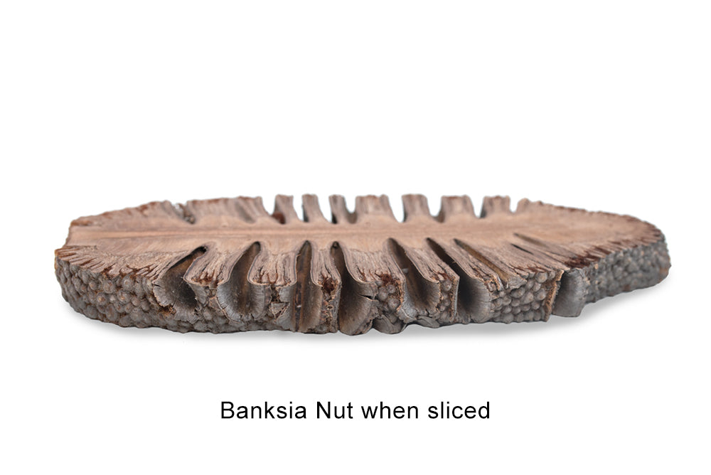 Banksia nut when sliced