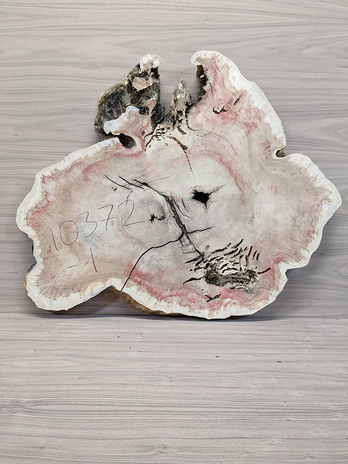 Box Elder Burl - Cross Cut Slab