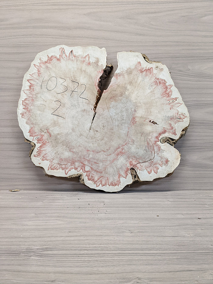 Box Elder Burl - Cross Cut Slab